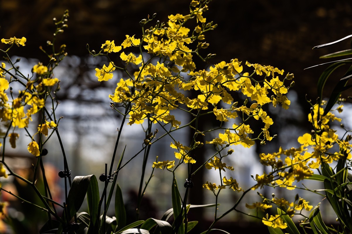 广 州云台（7）涉政重发