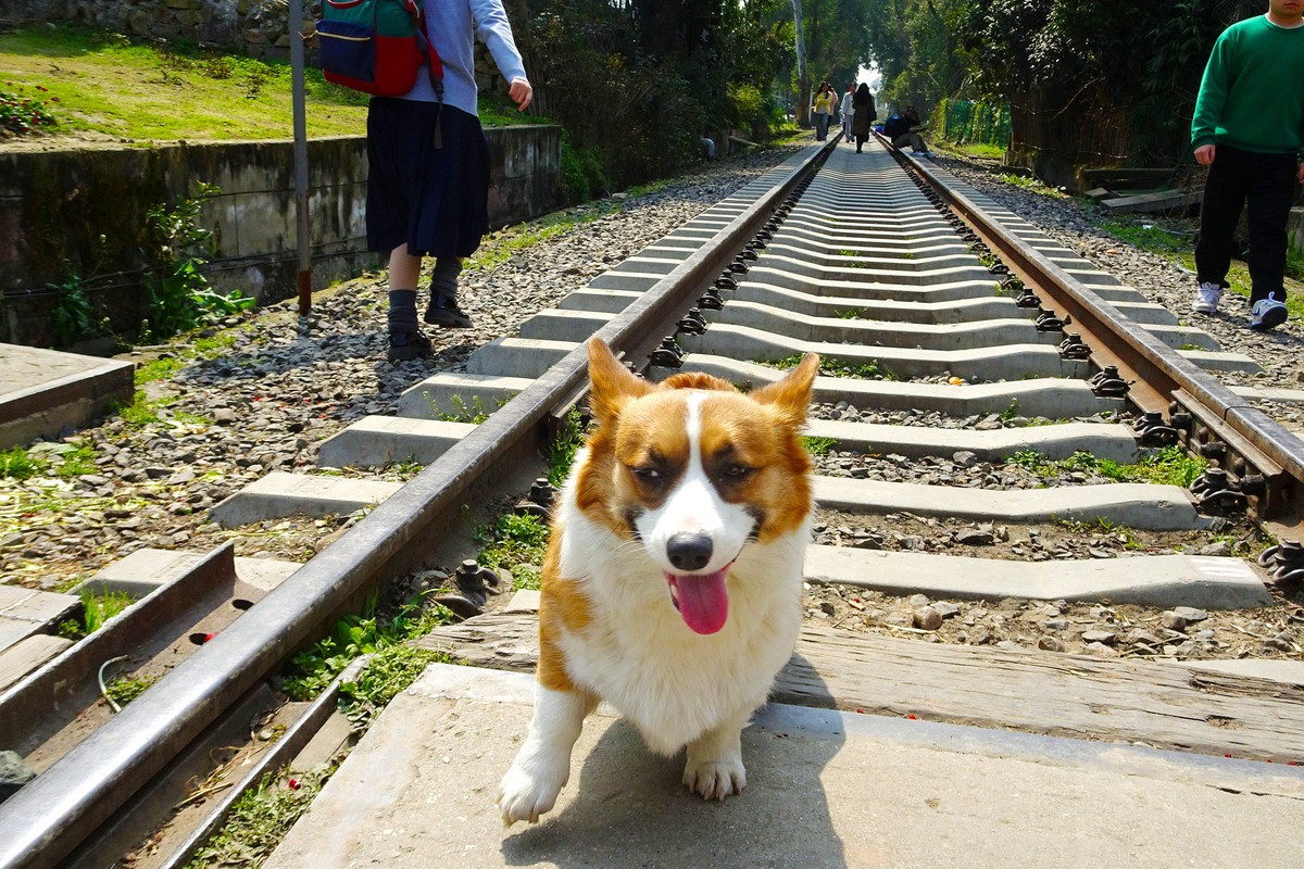 你从铁路线上走来