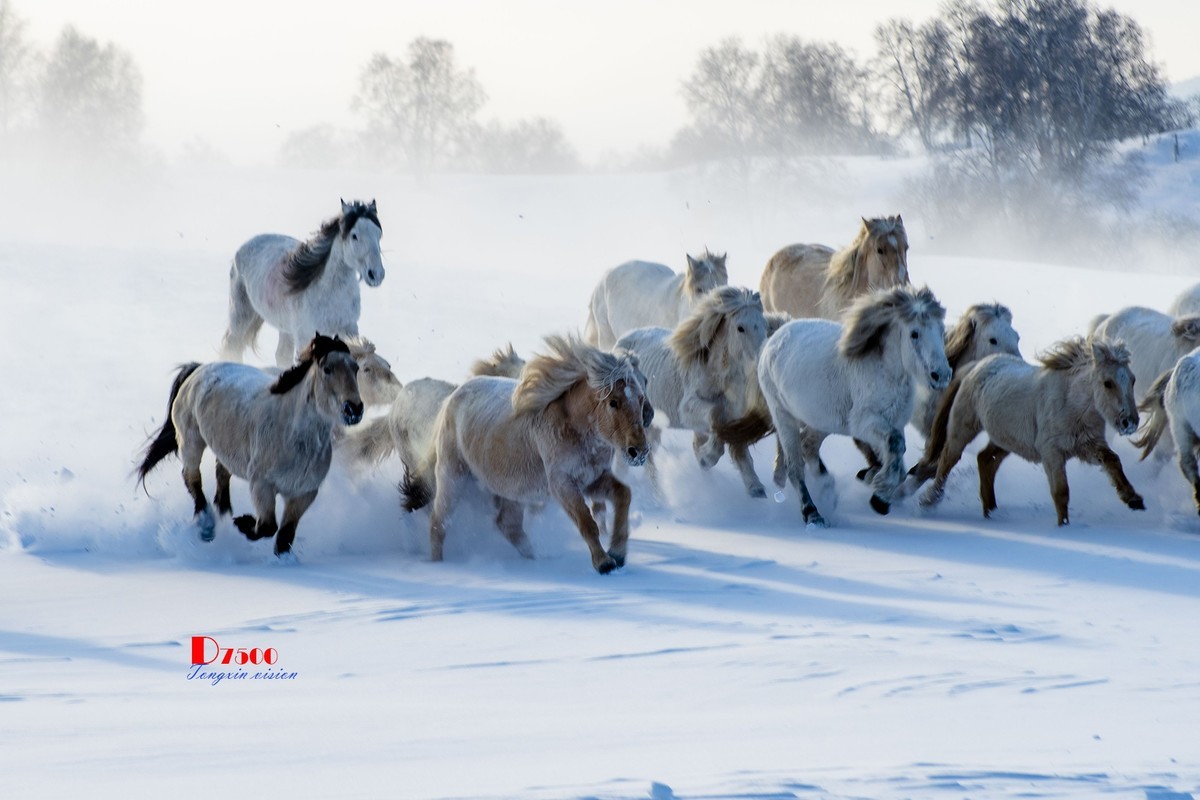 策马奔腾（72）