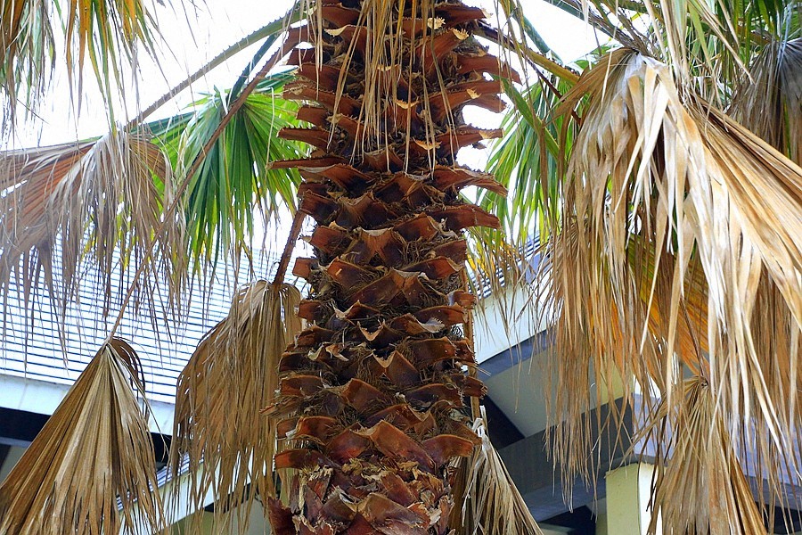 《不老松：忆海南游记》长島兰湾（02）环境优美，外有海景，内似花园。真是休闲养老之