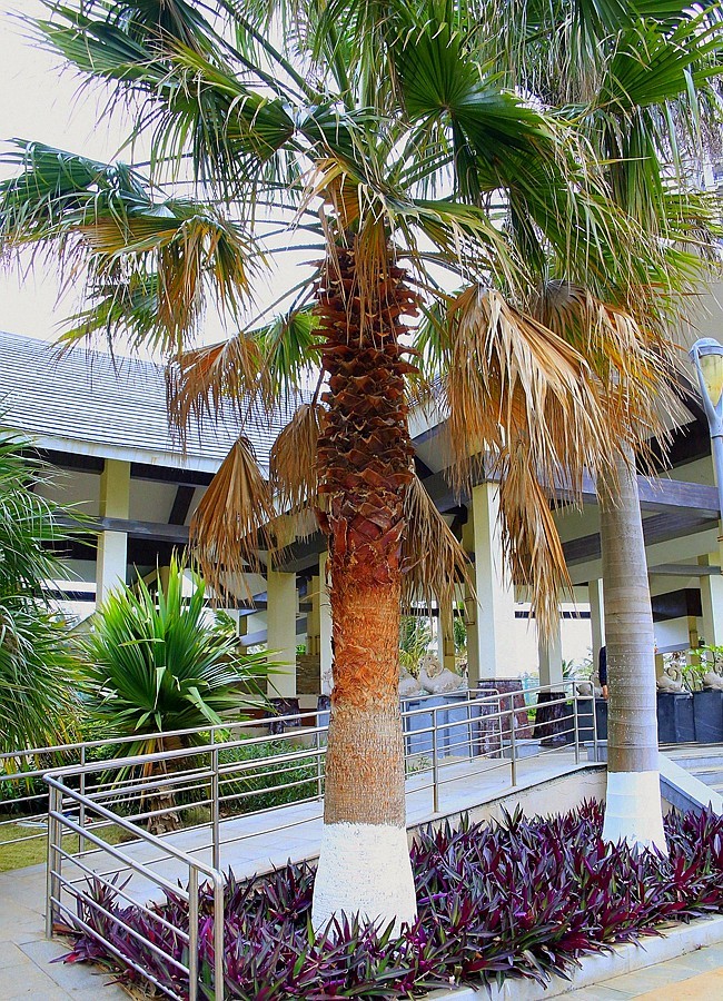 《不老松：忆海南游记》长島兰湾（02）环境优美，外有海景，内似花园。真是休闲养老之