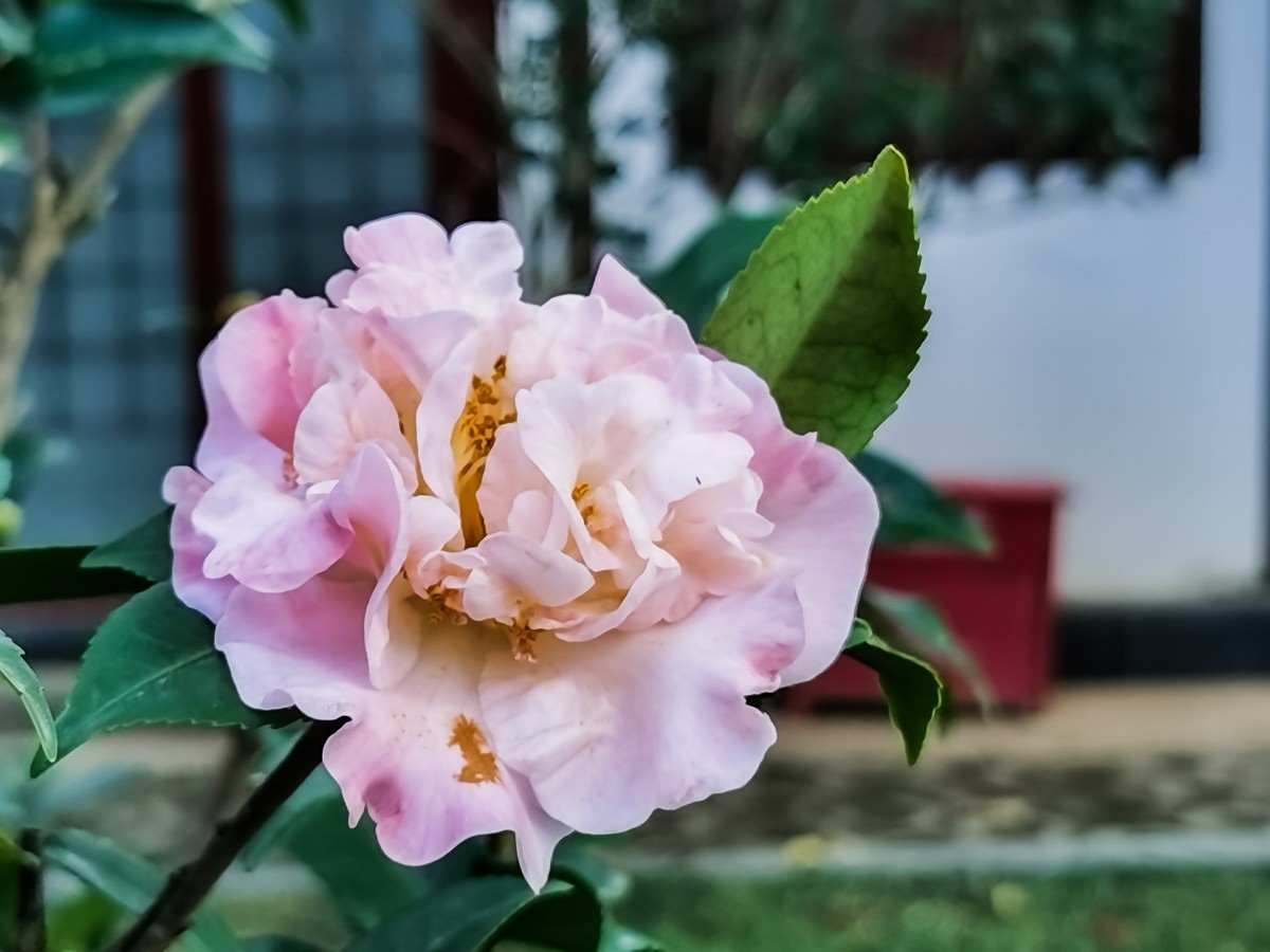 茶花