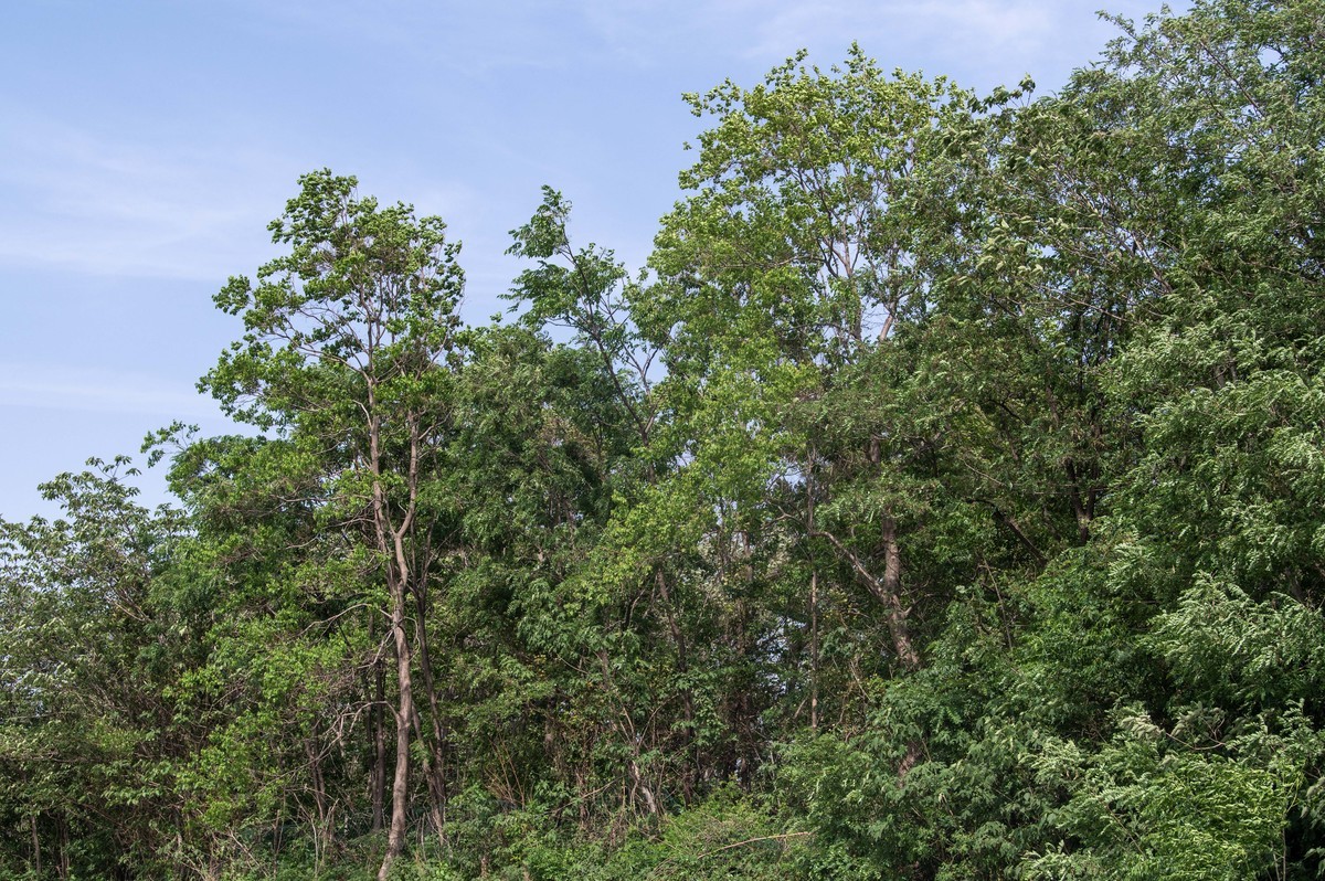庐州印象(459)浮槎山