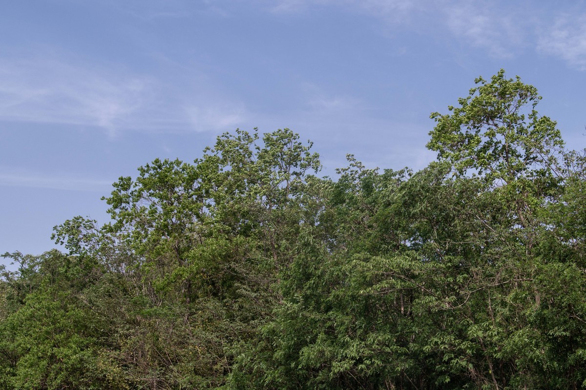 庐州印象(459)浮槎山