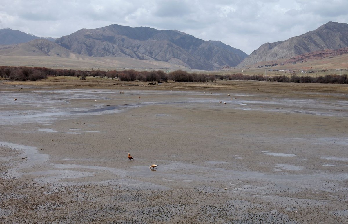 甘南--桑科湿地掠影