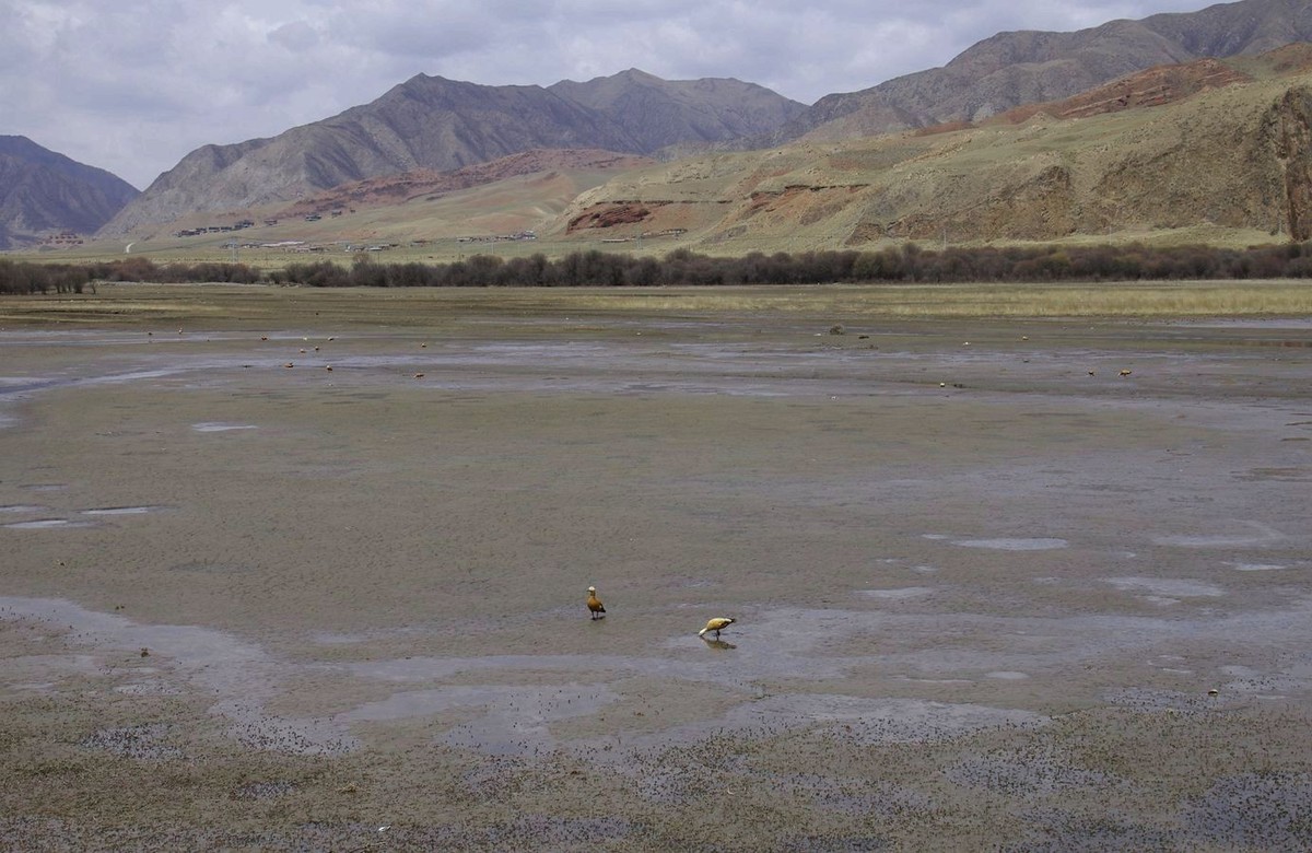 甘南--桑科湿地掠影