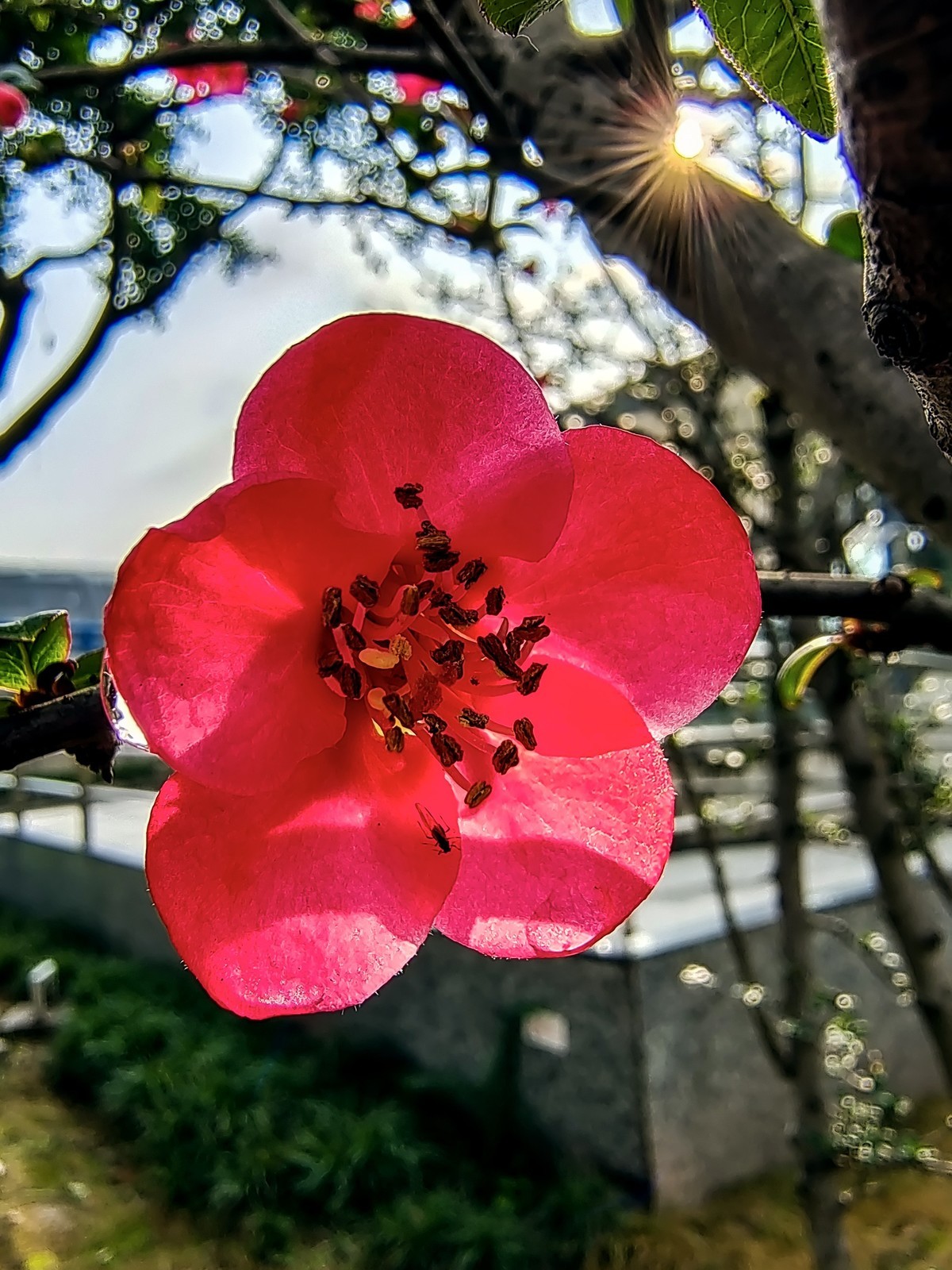 春雨滋润海棠花