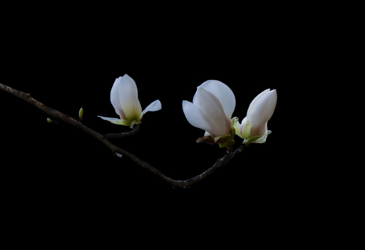 玉兰花
