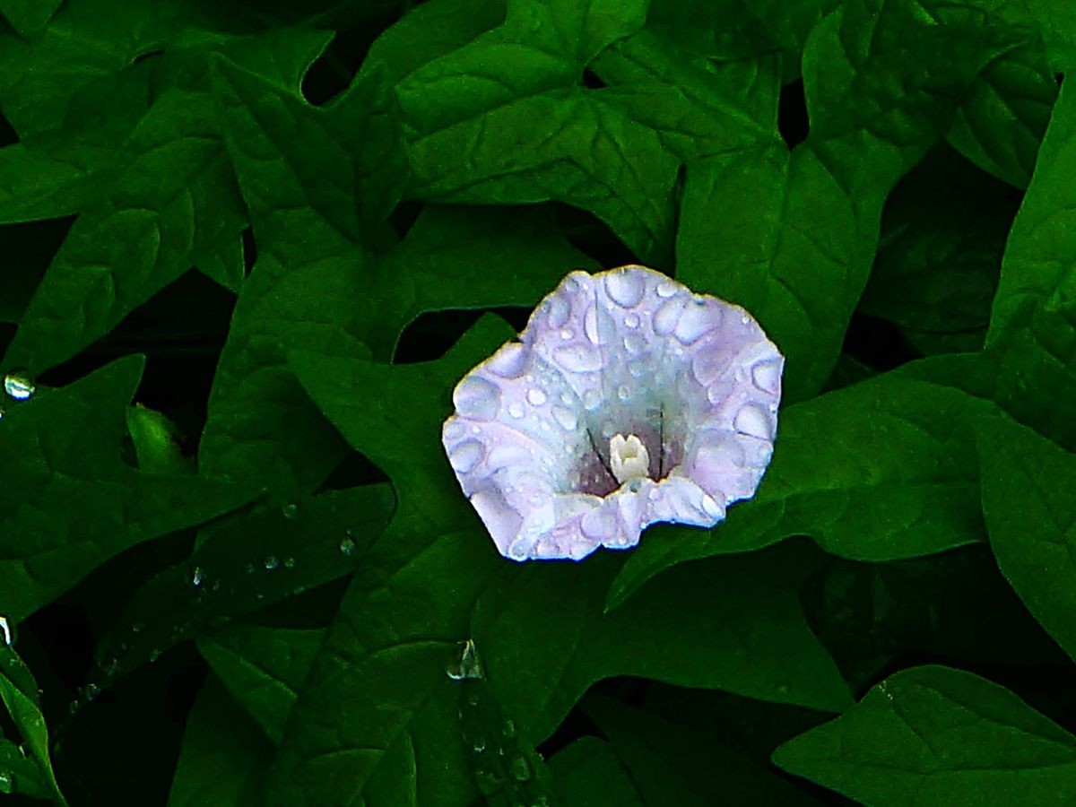 花卉系列【3633】