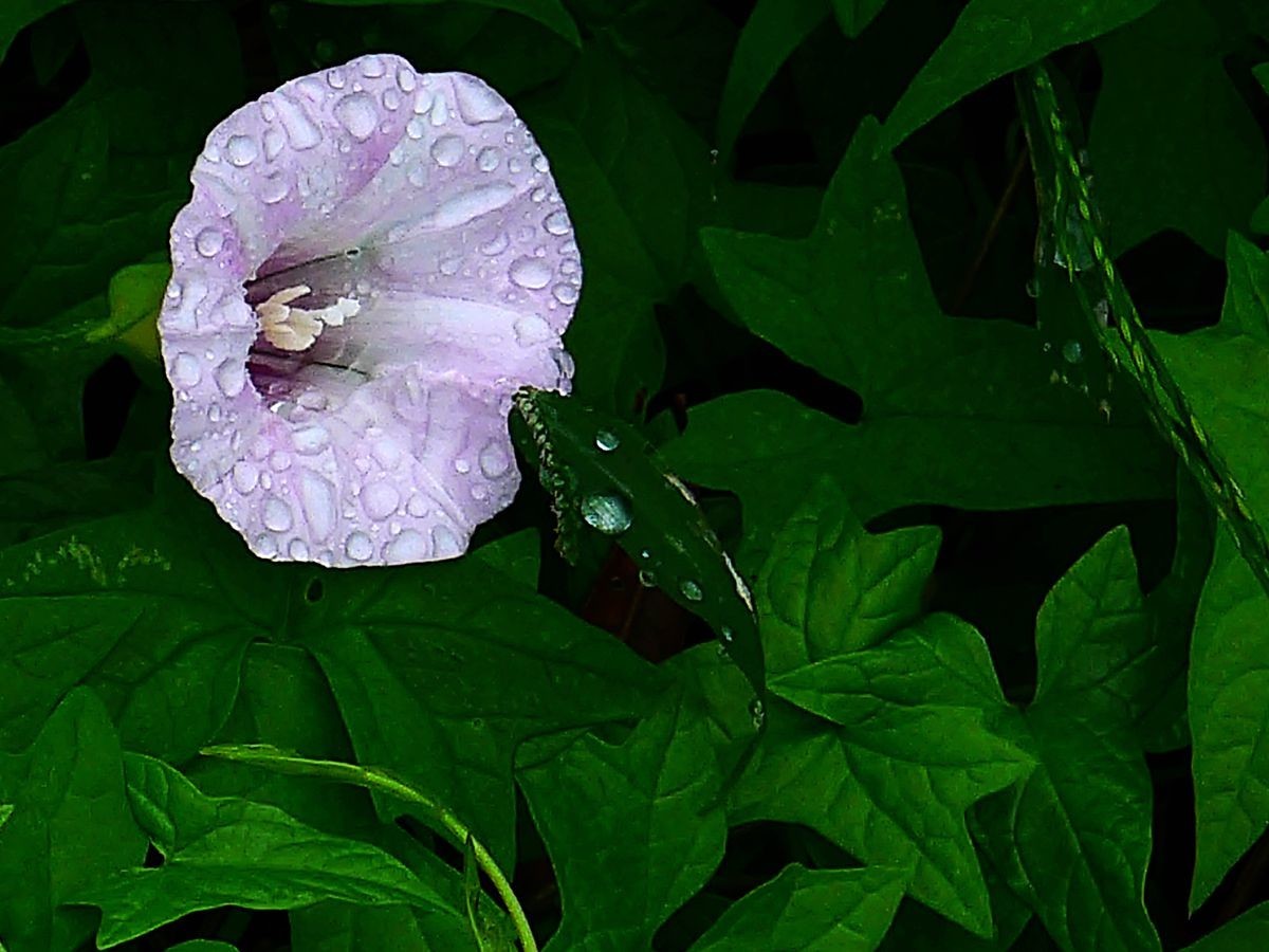 花卉系列【3633】