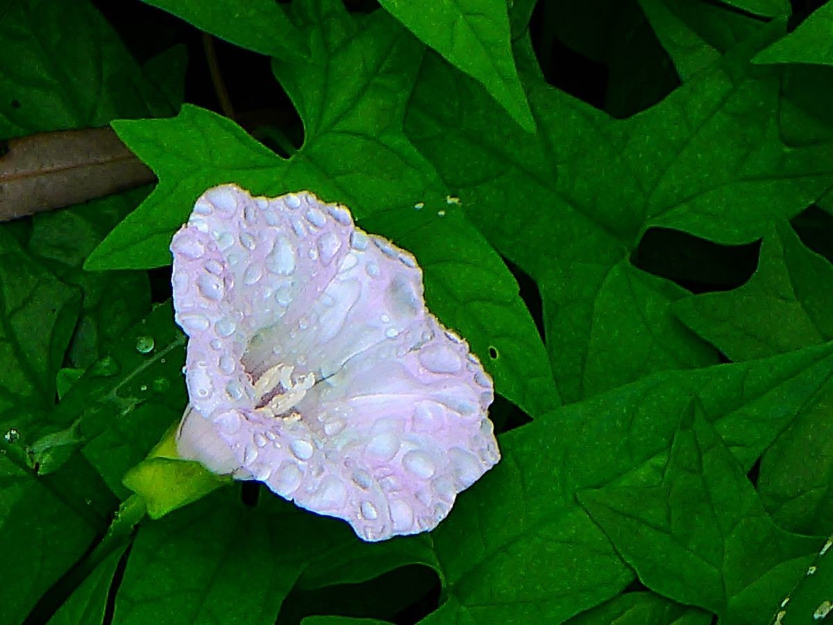 花卉系列【3633】