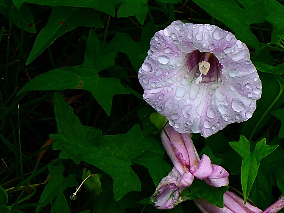 花卉系列【3633】