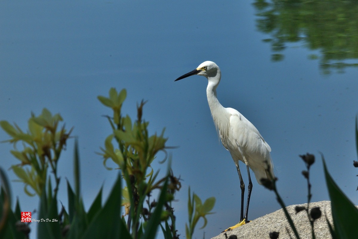 拍鹭纪实【248】