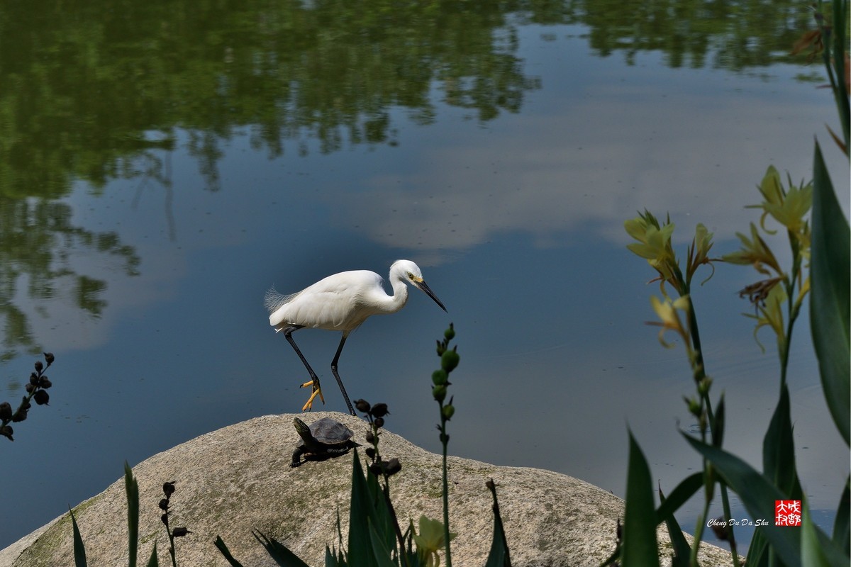 拍鹭纪实【248】