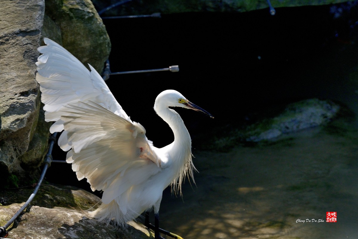 拍鹭纪实【248】