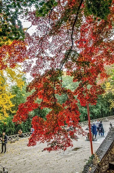 太清枫红