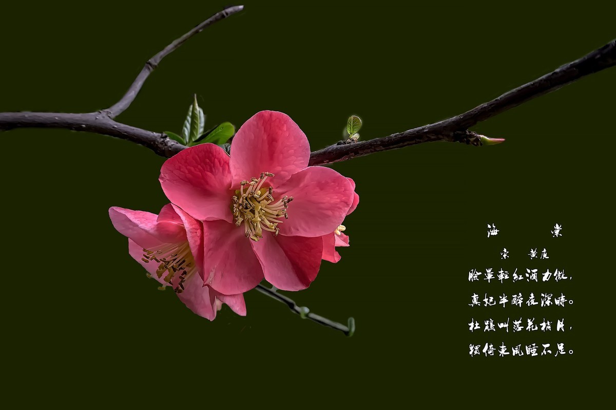 诗配画：《海  棠》（宋   黄庚）
