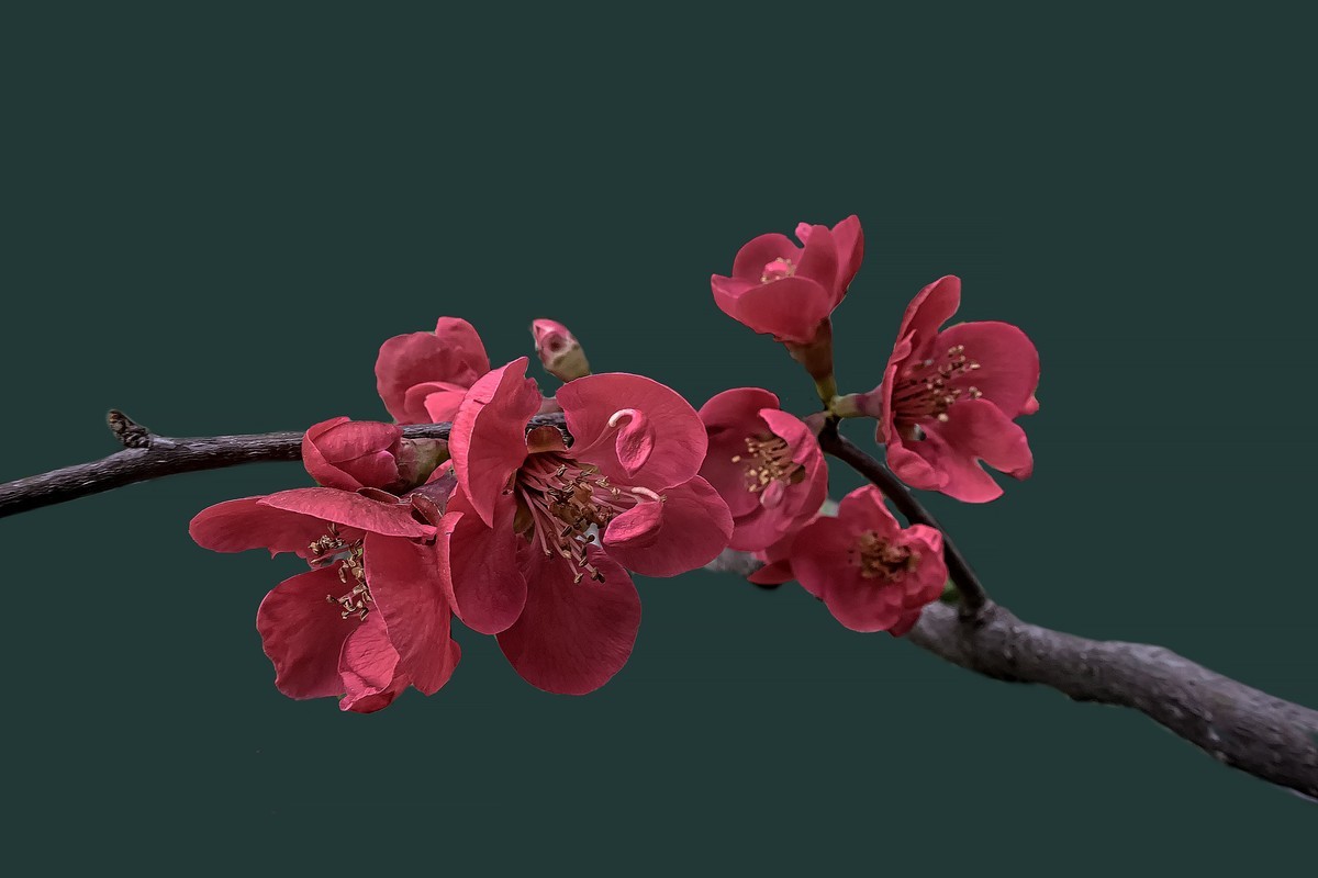 诗配画：《海  棠》（宋   黄庚）