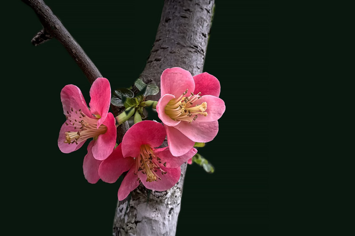 诗配画：《海  棠》（宋   黄庚）