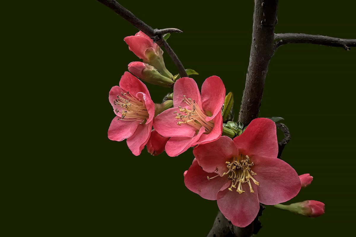 诗配画：《海  棠》（宋   黄庚）