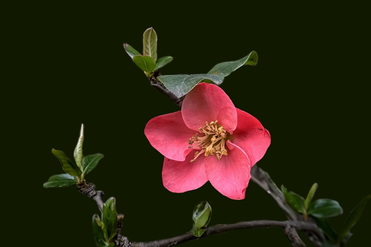 诗配画：《海  棠》（宋   黄庚）