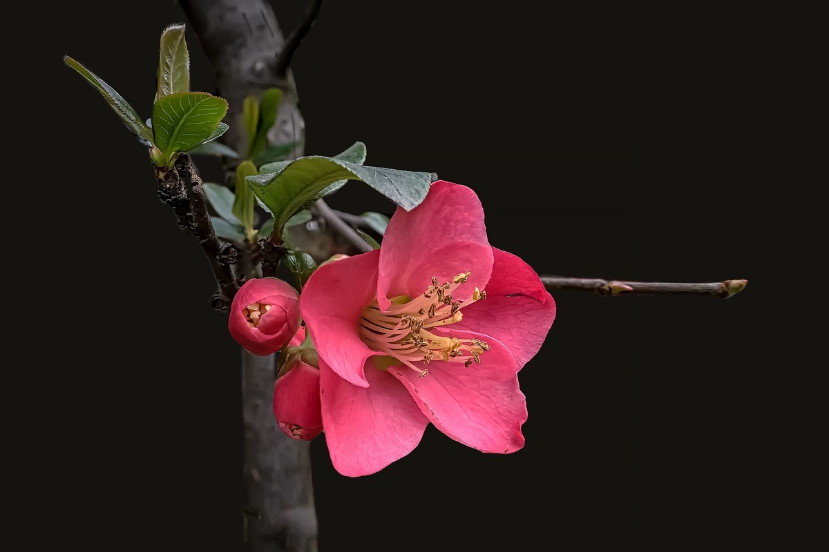 诗配画：《海  棠》（宋   黄庚）