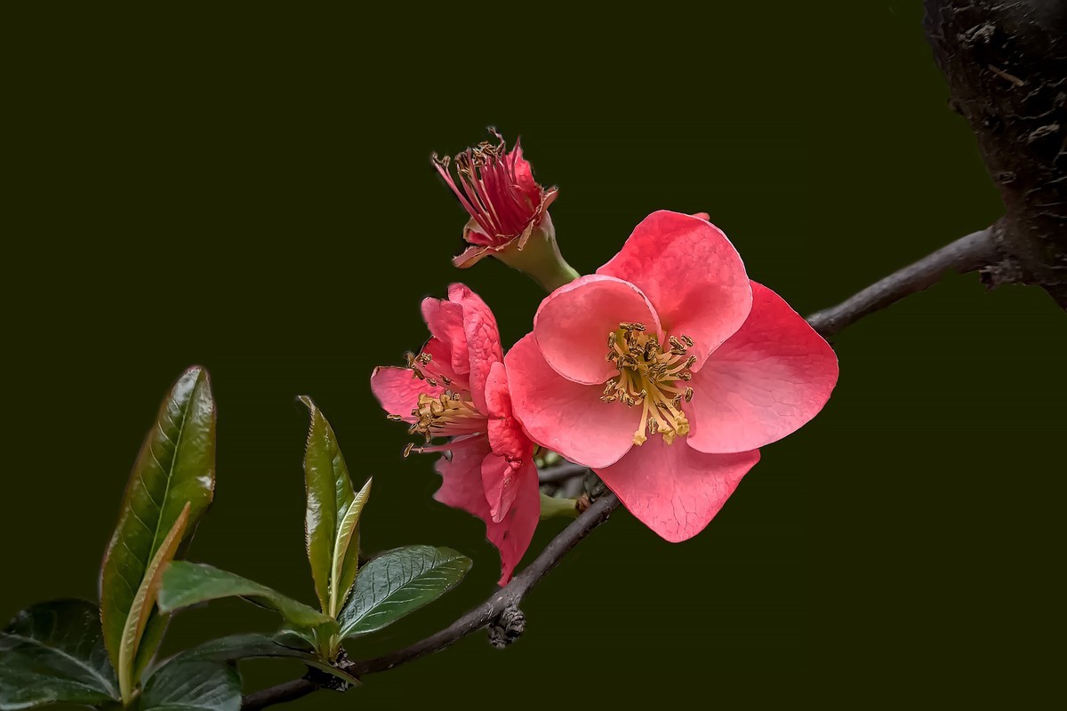 诗配画：《海  棠》（宋   黄庚）