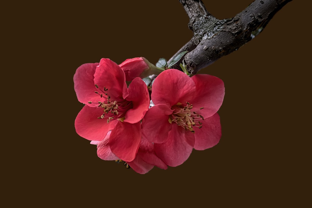 诗配画：《海  棠》（宋   黄庚）