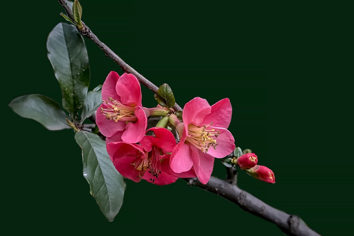 诗配画：《海  棠》（宋   黄庚）