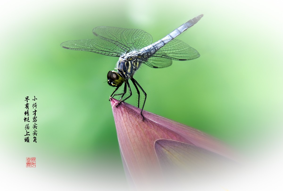 微距花卉和风景