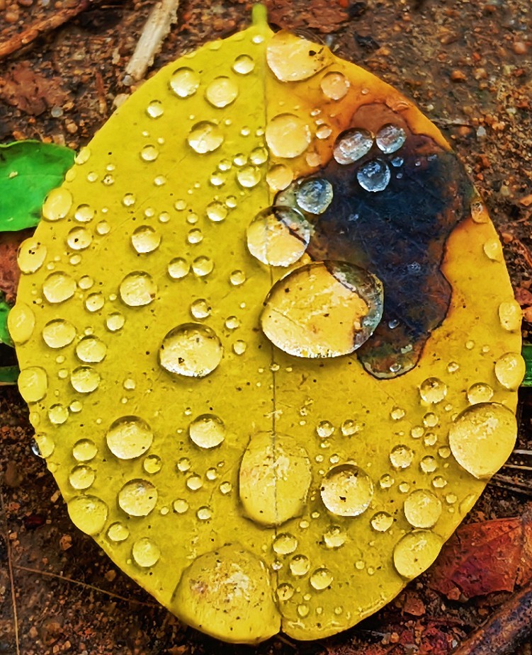 古人晕不会《抓拍美女》就不叫摄影！这是那个古人说的来？这里都不懂历史对吧！