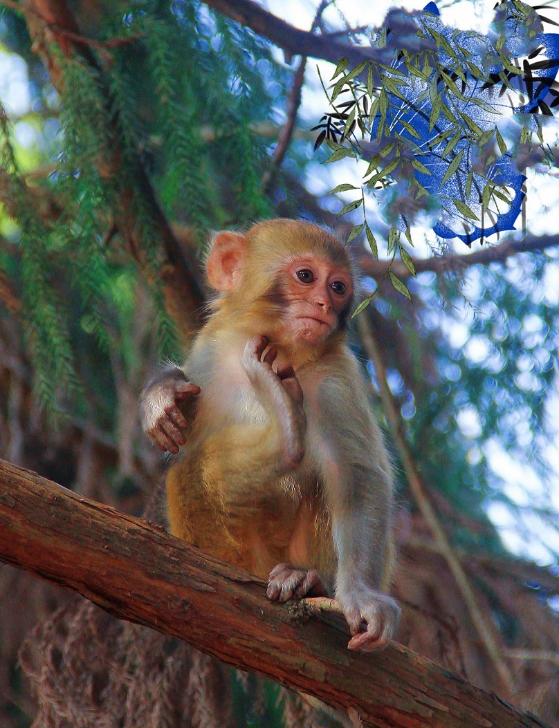 古人晕不会《抓拍美女》就不叫摄影！这是那个古人说的来？这里都不懂历史对吧！