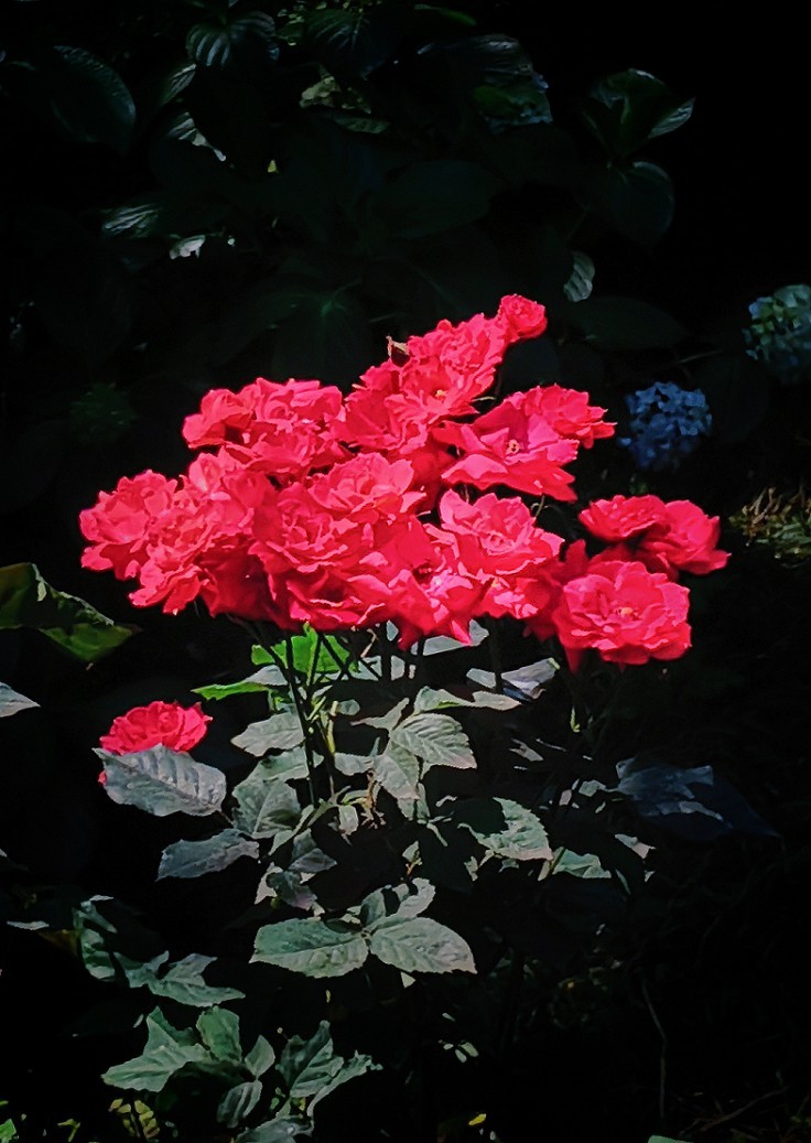 古人晕不会《抓拍美女》就不叫摄影！这是那个古人说的来？这里都不懂历史对吧！