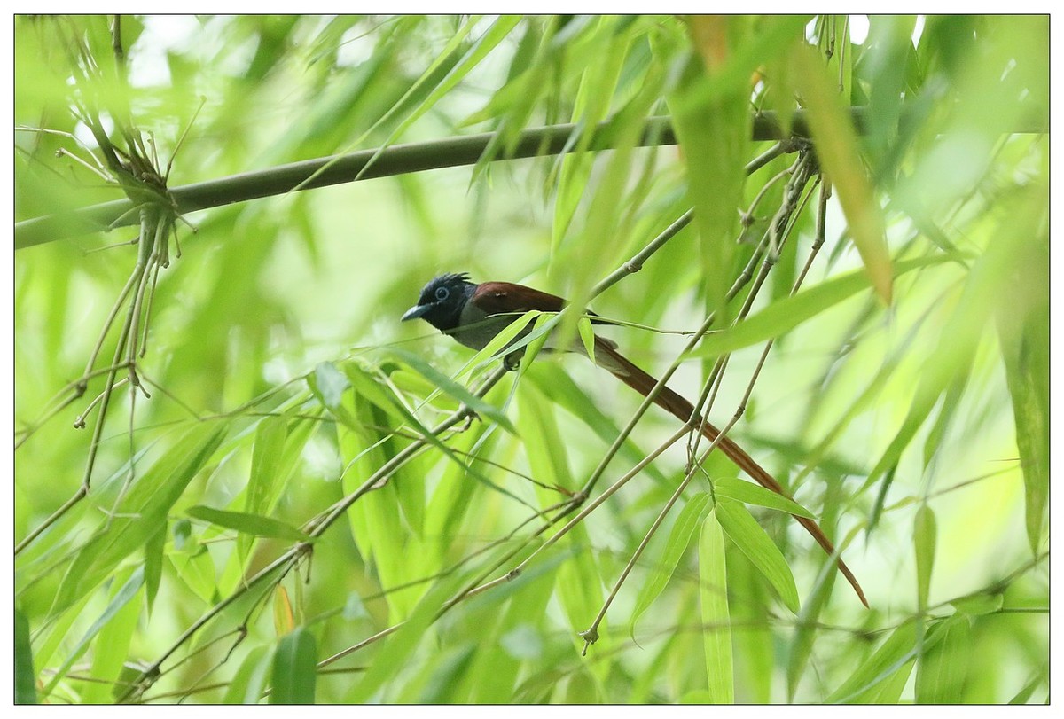 再来一组小清新：竹林仙子