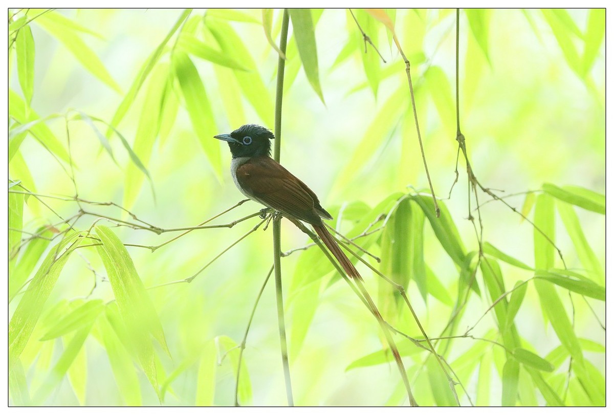 再来一组小清新：竹林仙子