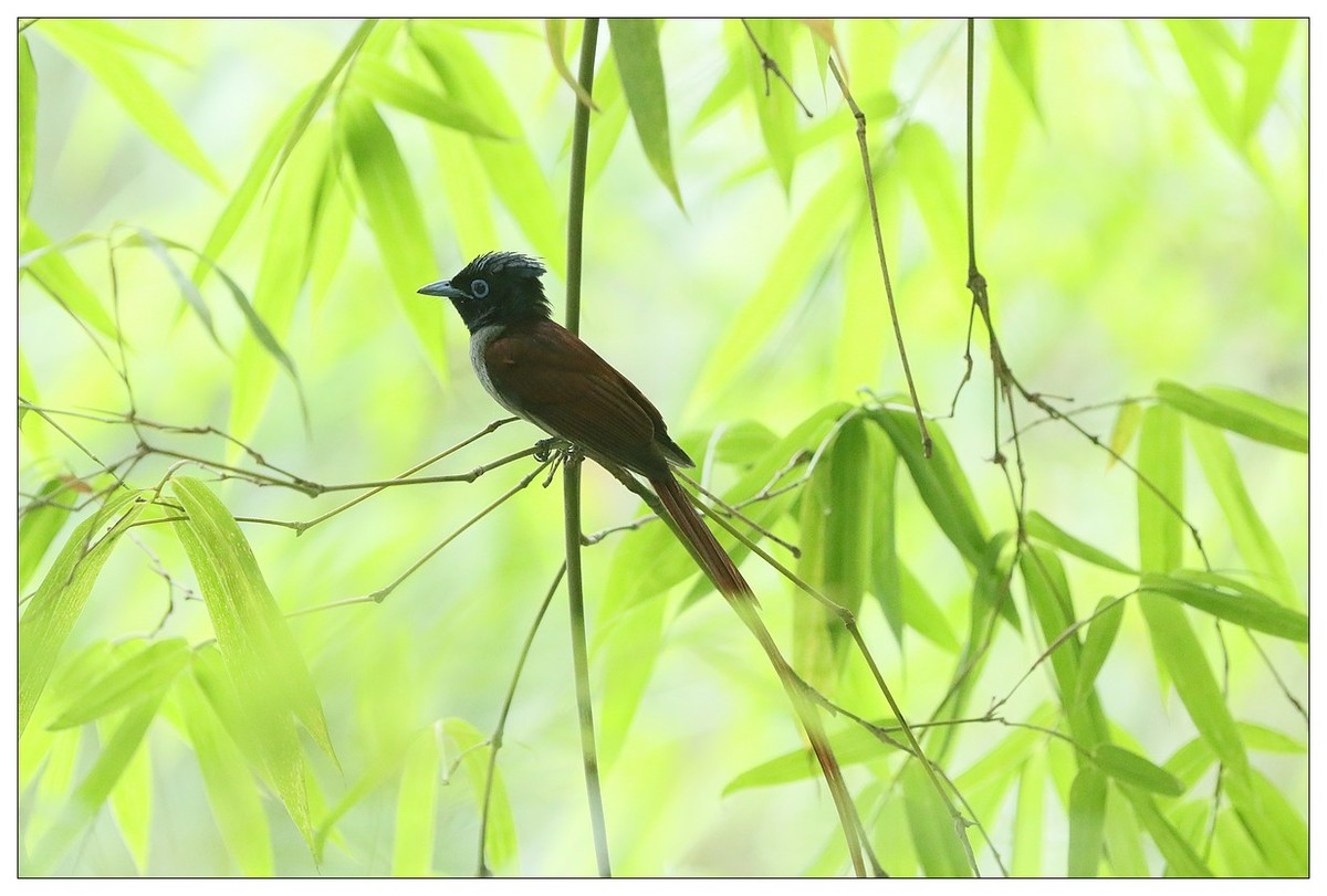再来一组小清新：竹林仙子