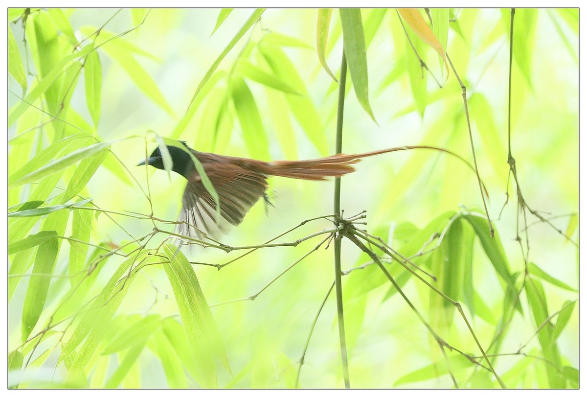 再来一组小清新：竹林仙子