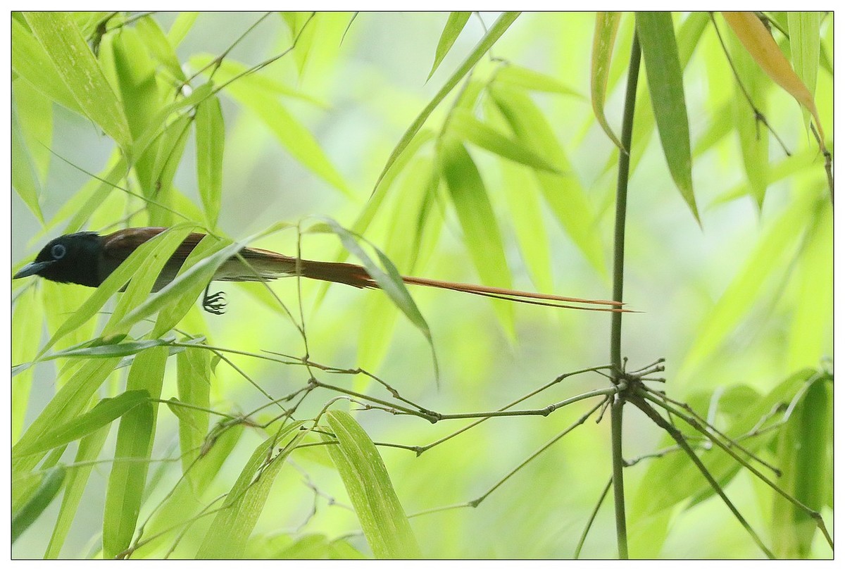 再来一组小清新：竹林仙子