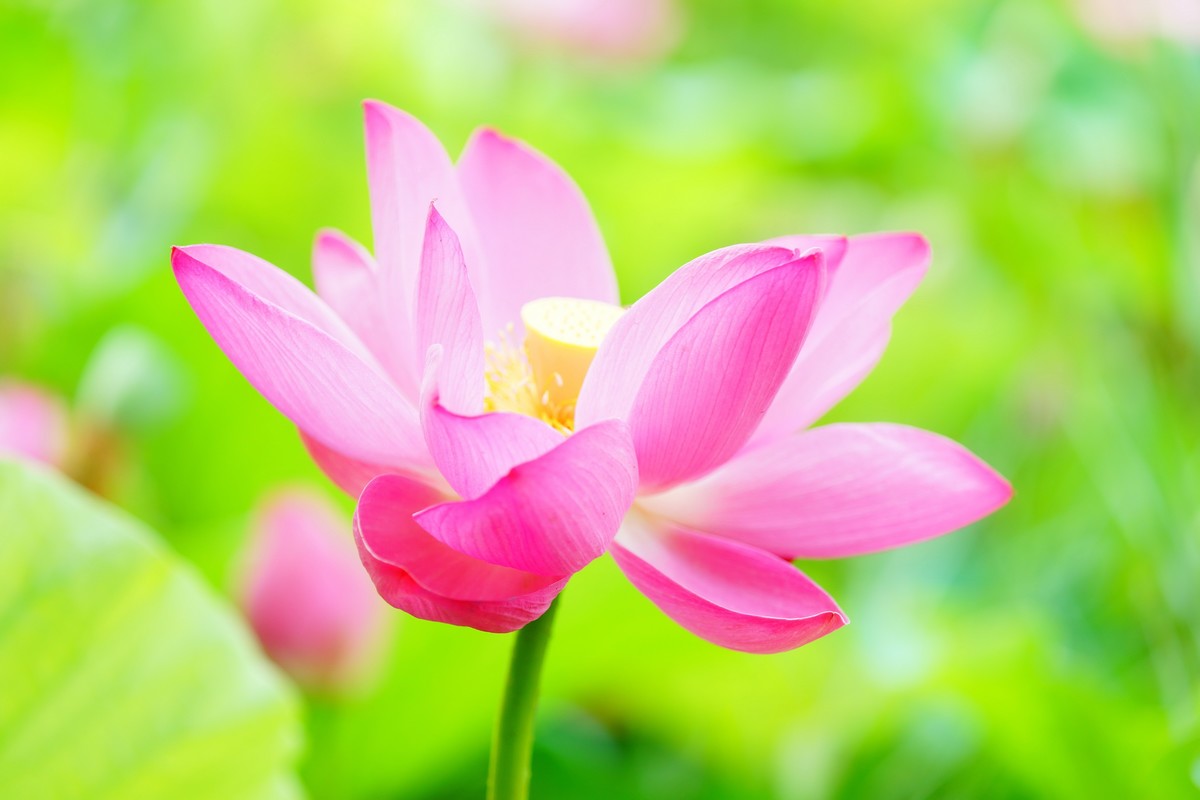 荷花  荷花  荷花  荷花