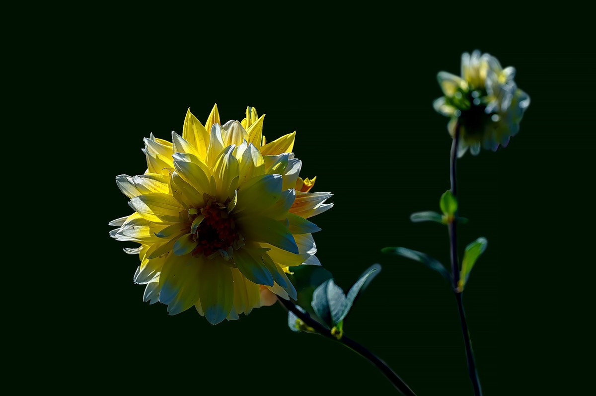 菊花（九月十日即事  唐代：李白）