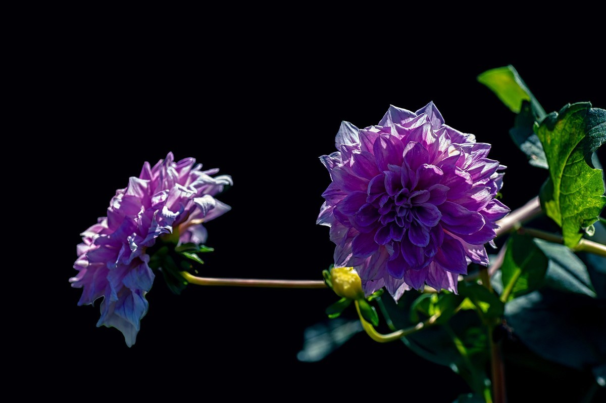 菊花（九月十日即事  唐代：李白）