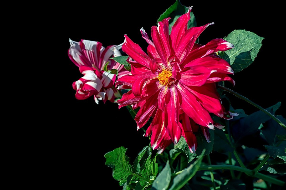 菊花（九月十日即事  唐代：李白）