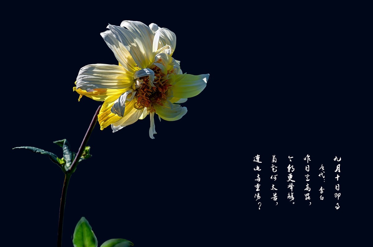 菊花（九月十日即事  唐代：李白）