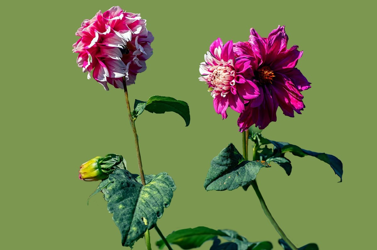 菊花（九月十日即事  唐代：李白）