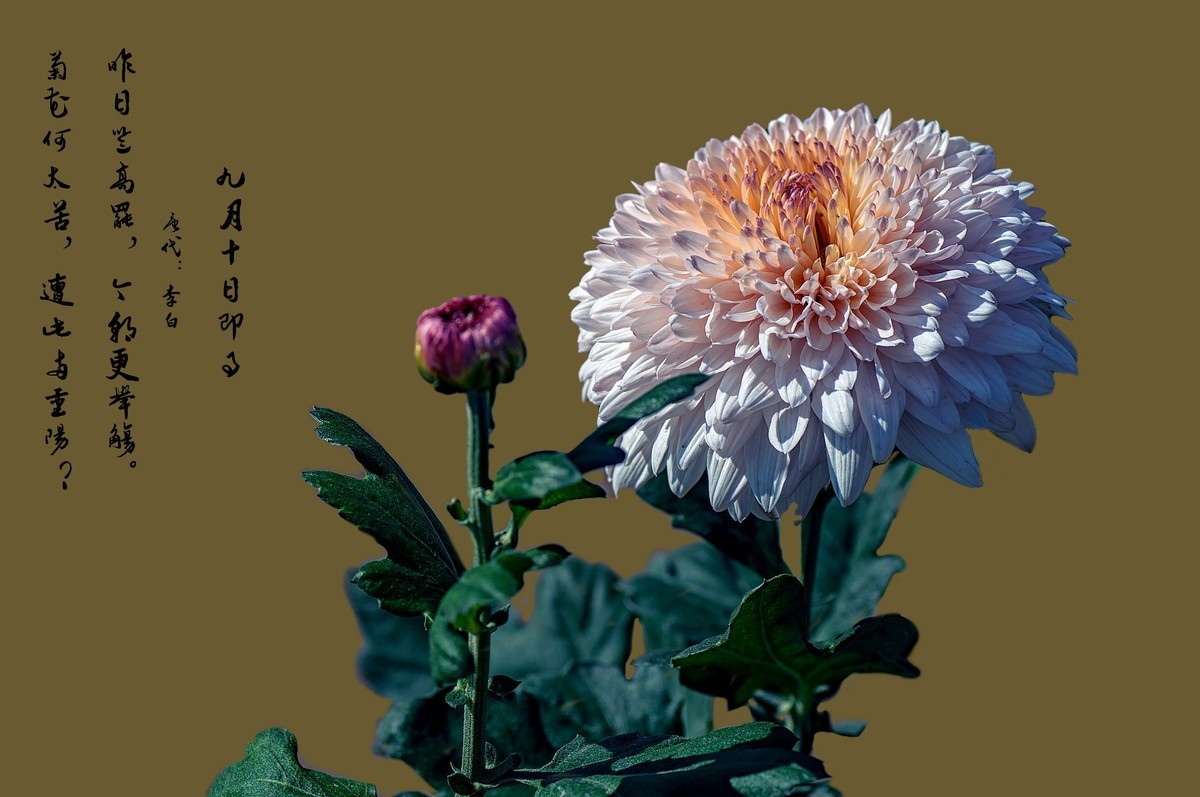 菊花（九月十日即事  唐代：李白）