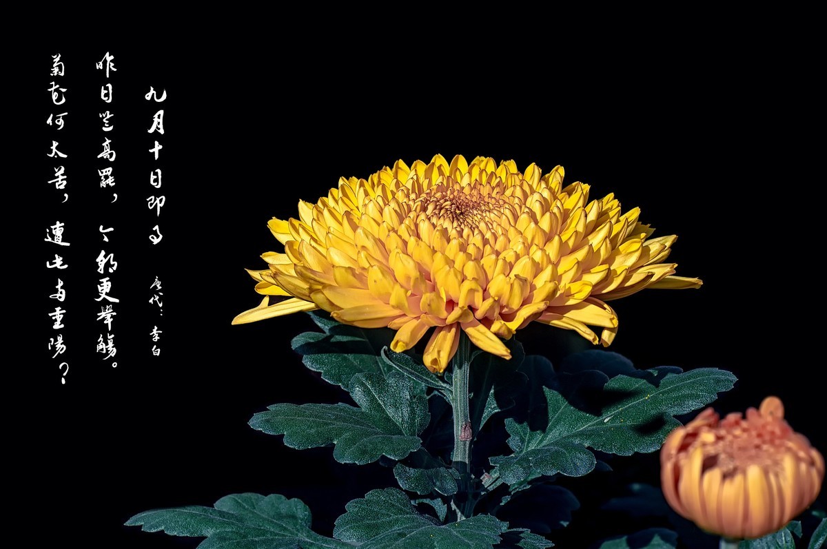 菊花（九月十日即事  唐代：李白）