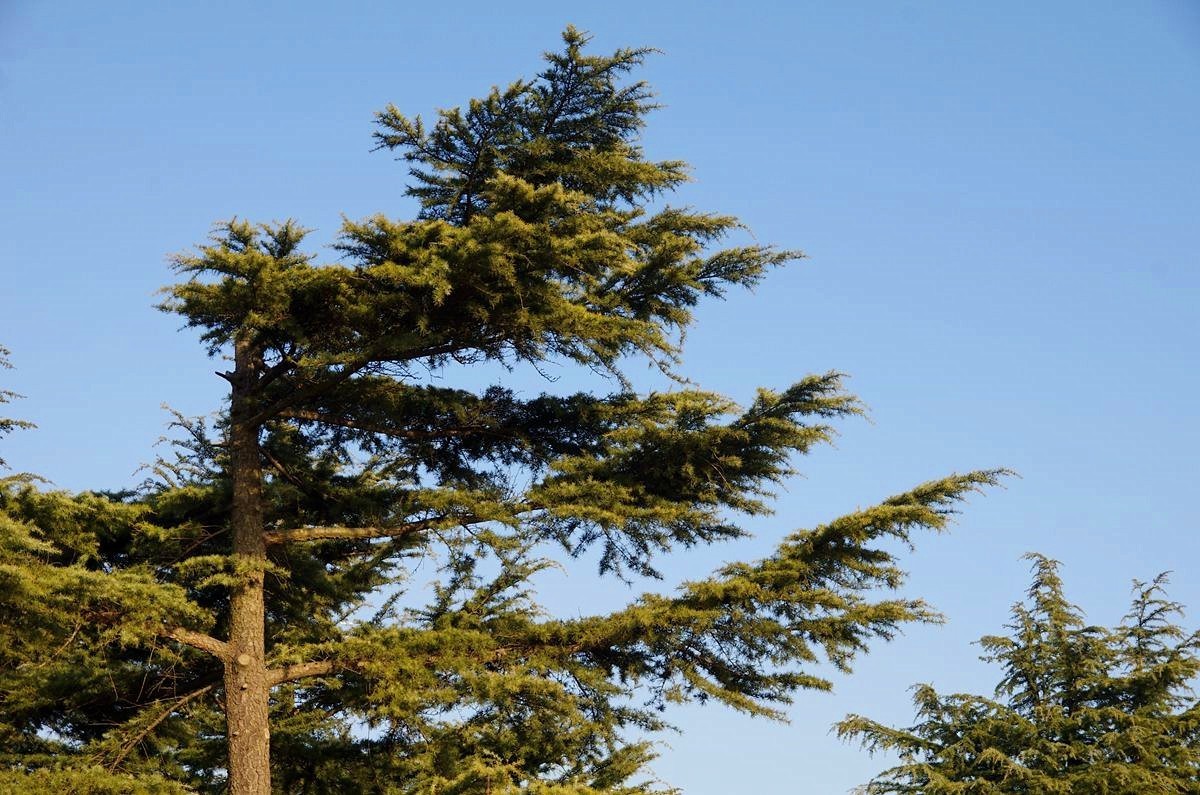 恭祝师友们2024元旦快乐-15P