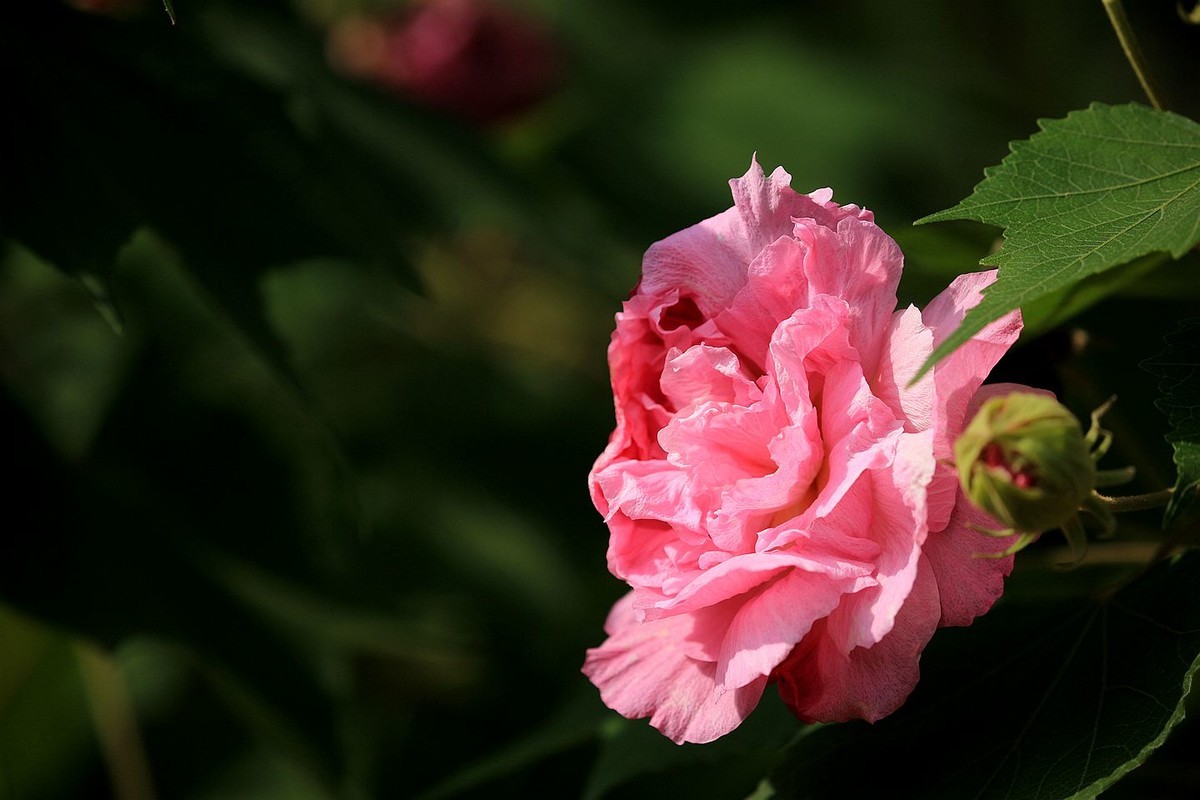 木芙蓉花【二】