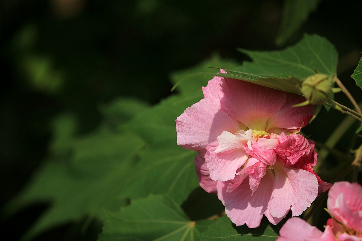 木芙蓉花【二】