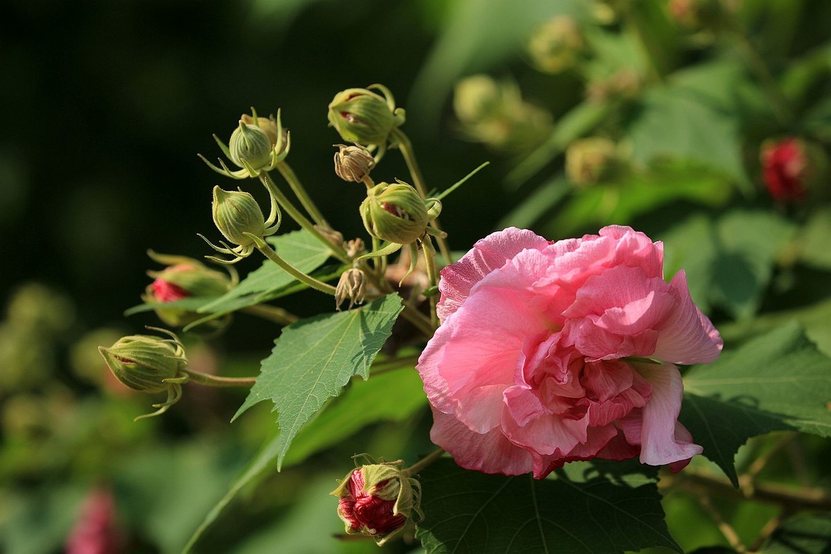 木芙蓉花【二】